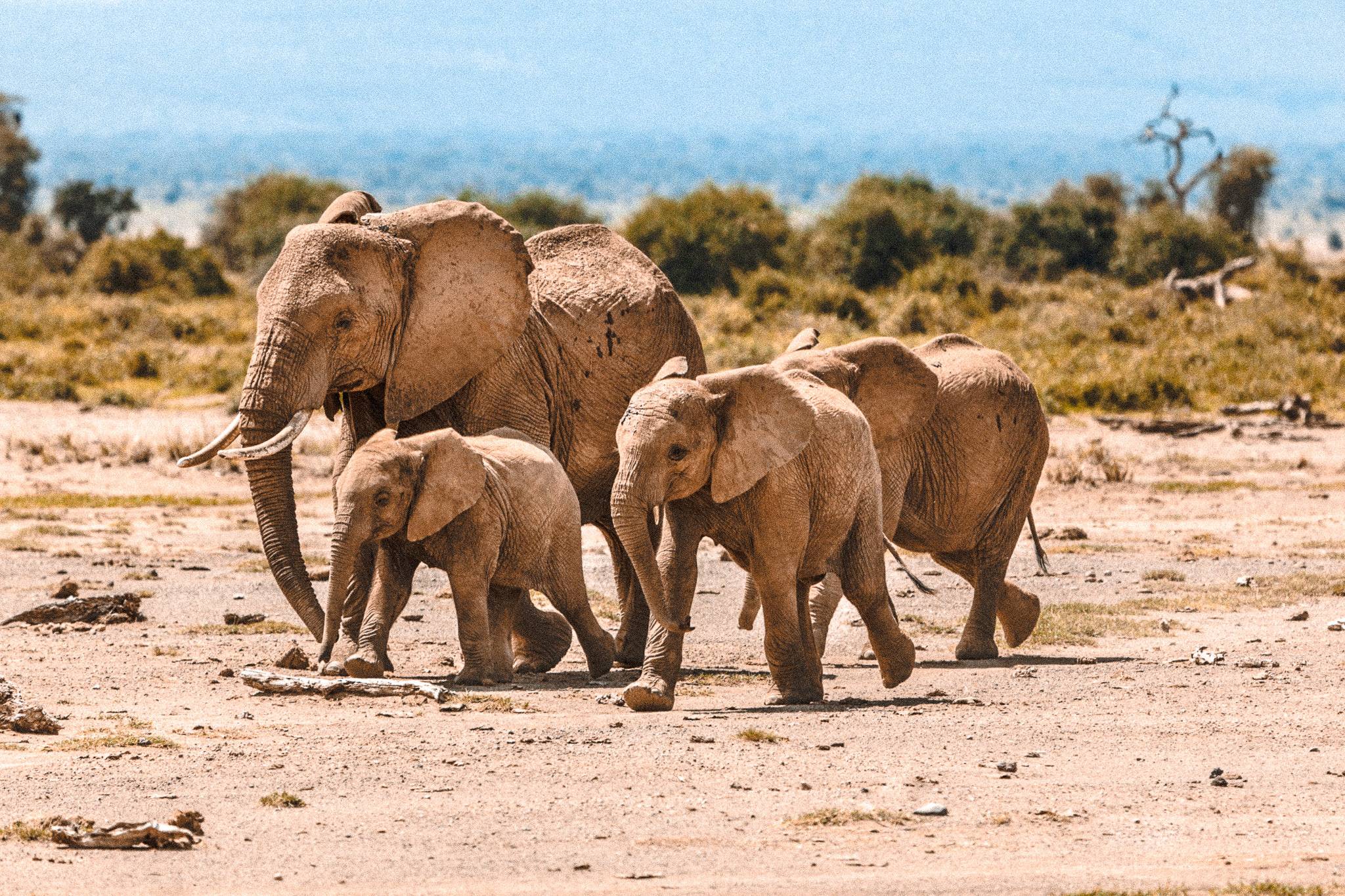 Safari Day Trip to Tarangire National Park