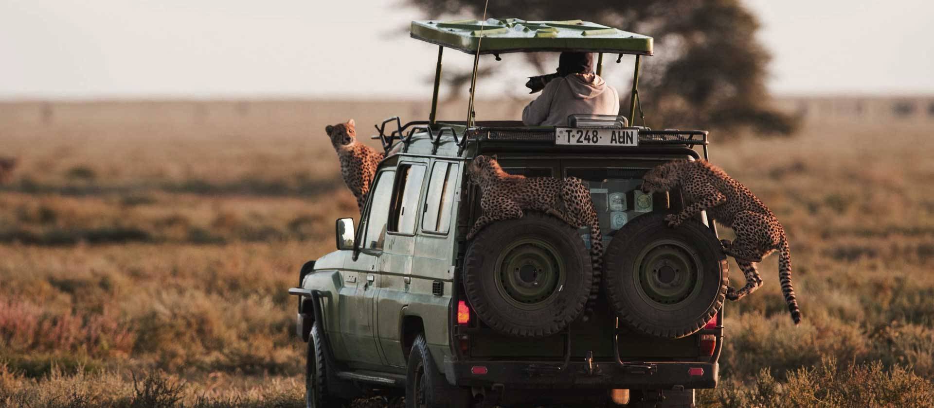 Tanzania Safari From United Kingdom