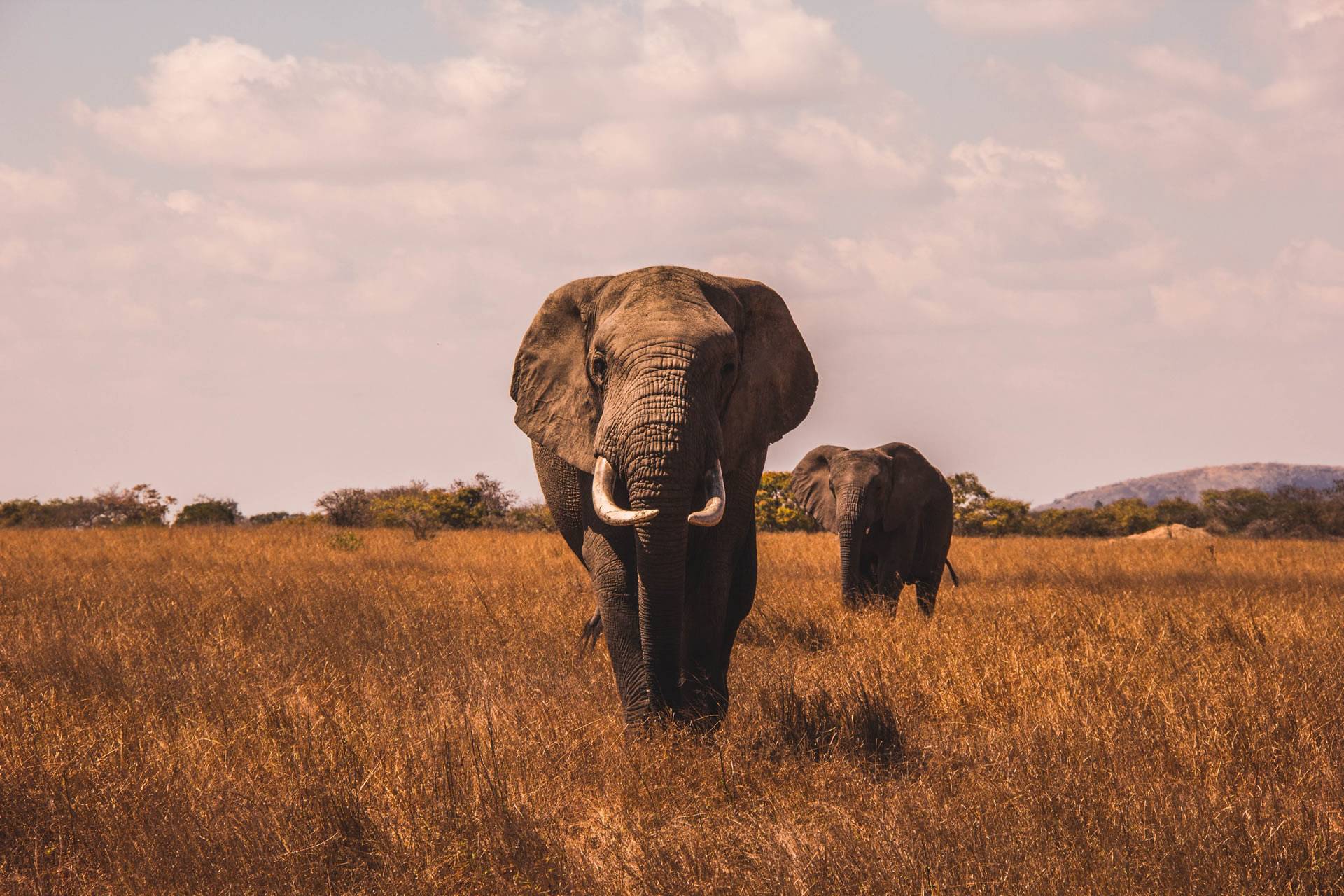 Ngorongoro Crater Day Trip