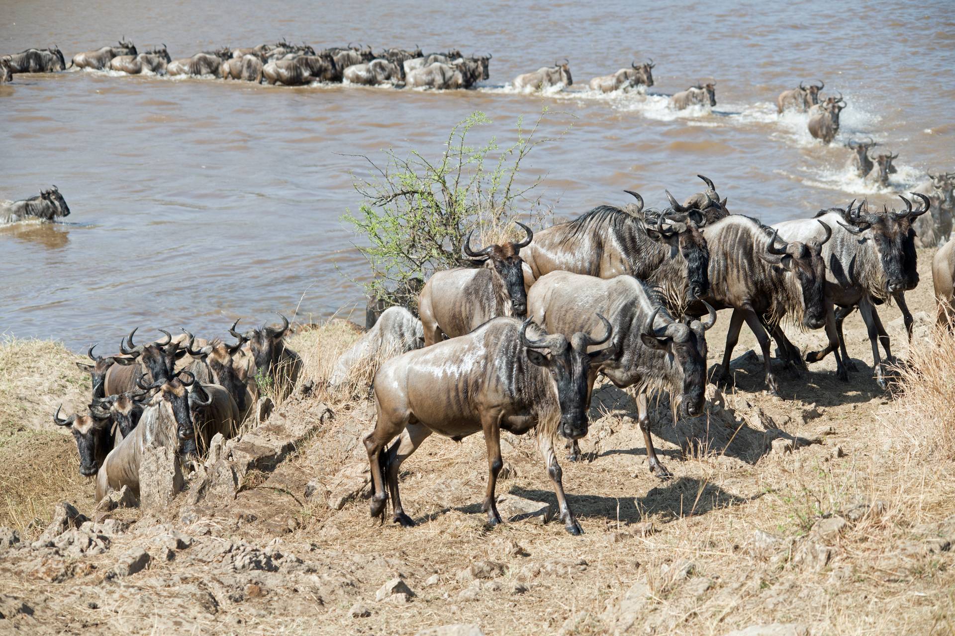 The Great Serengeti Migration