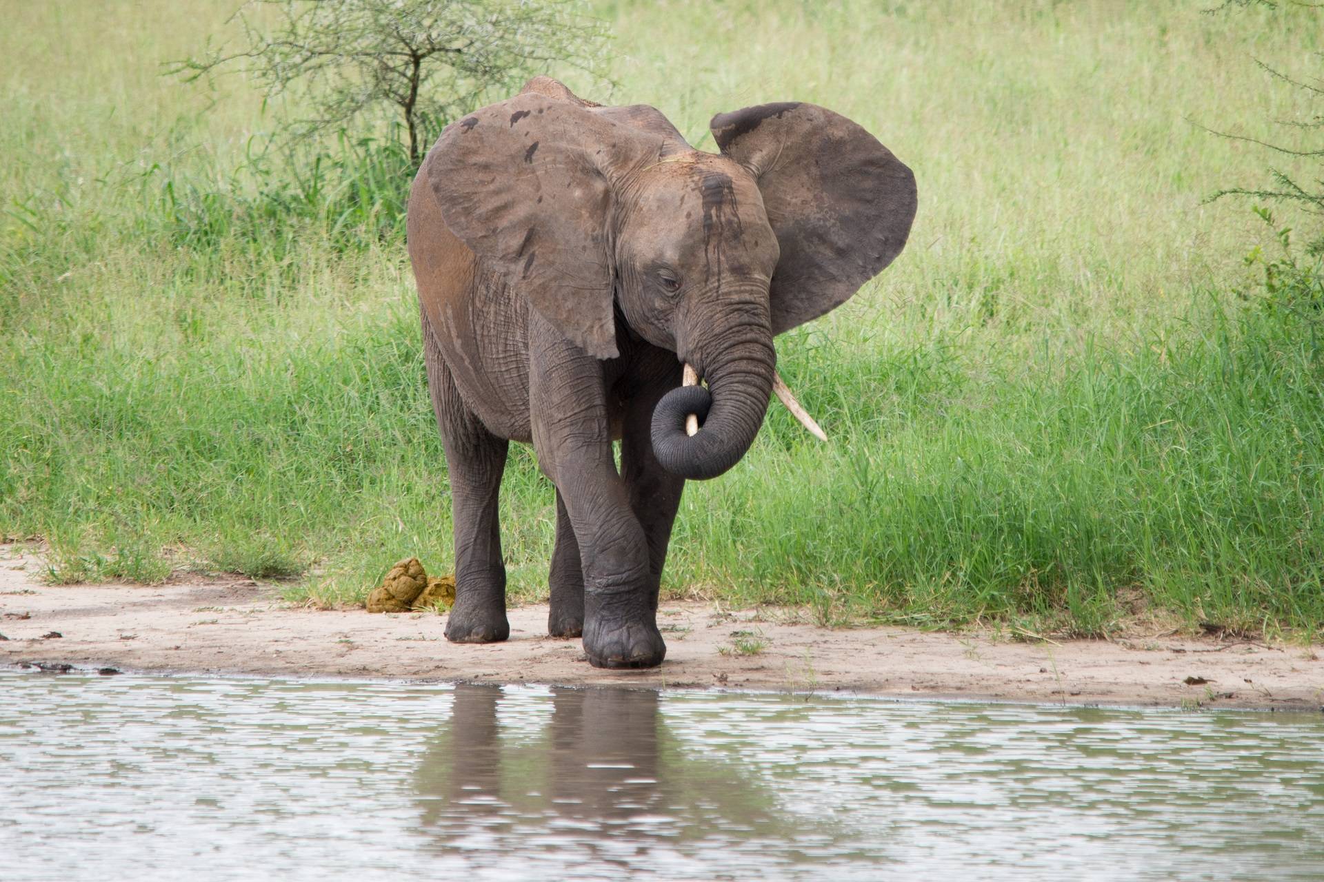 Best Day for family in Tarangire National Park