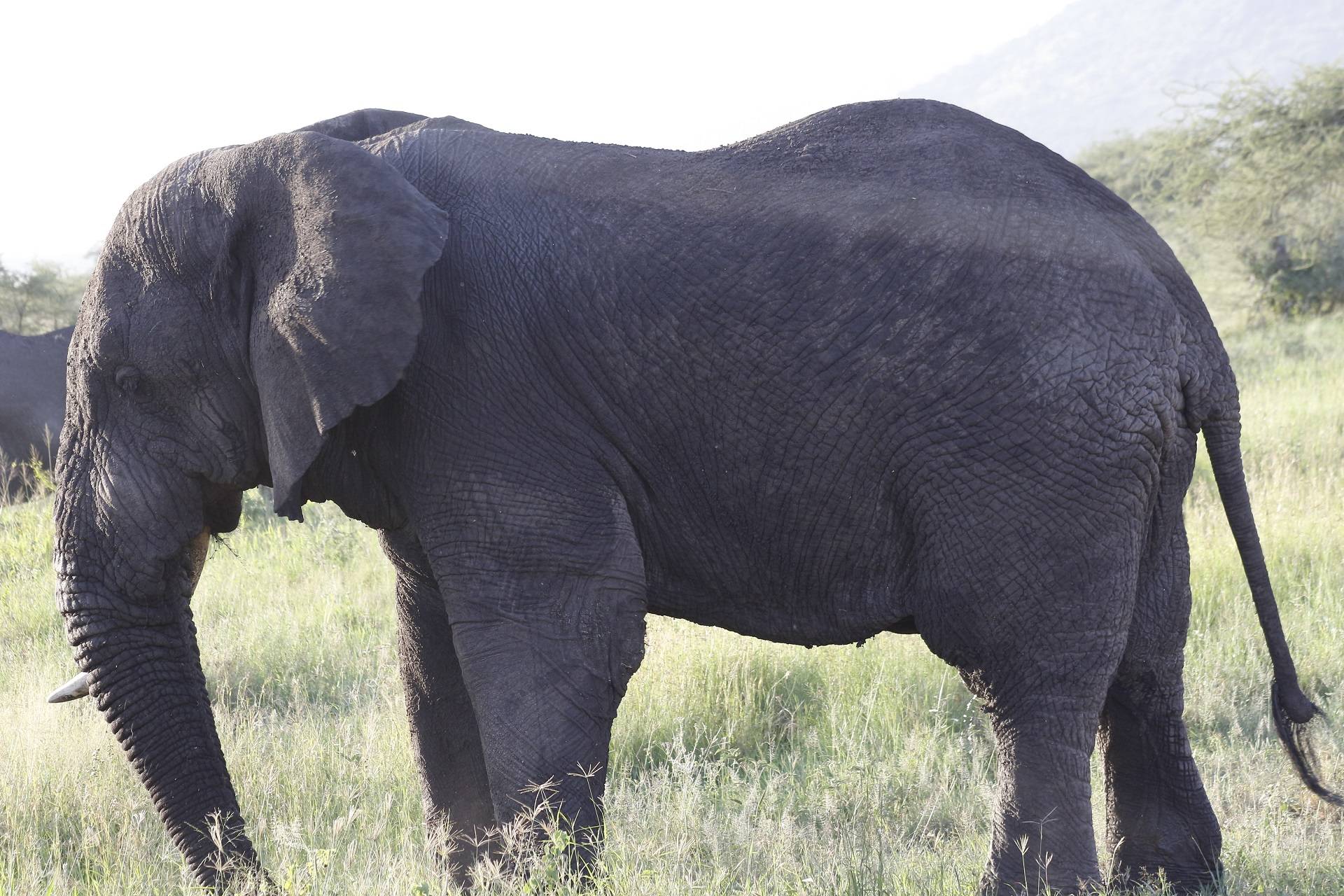 Camping Safari in Tanzania