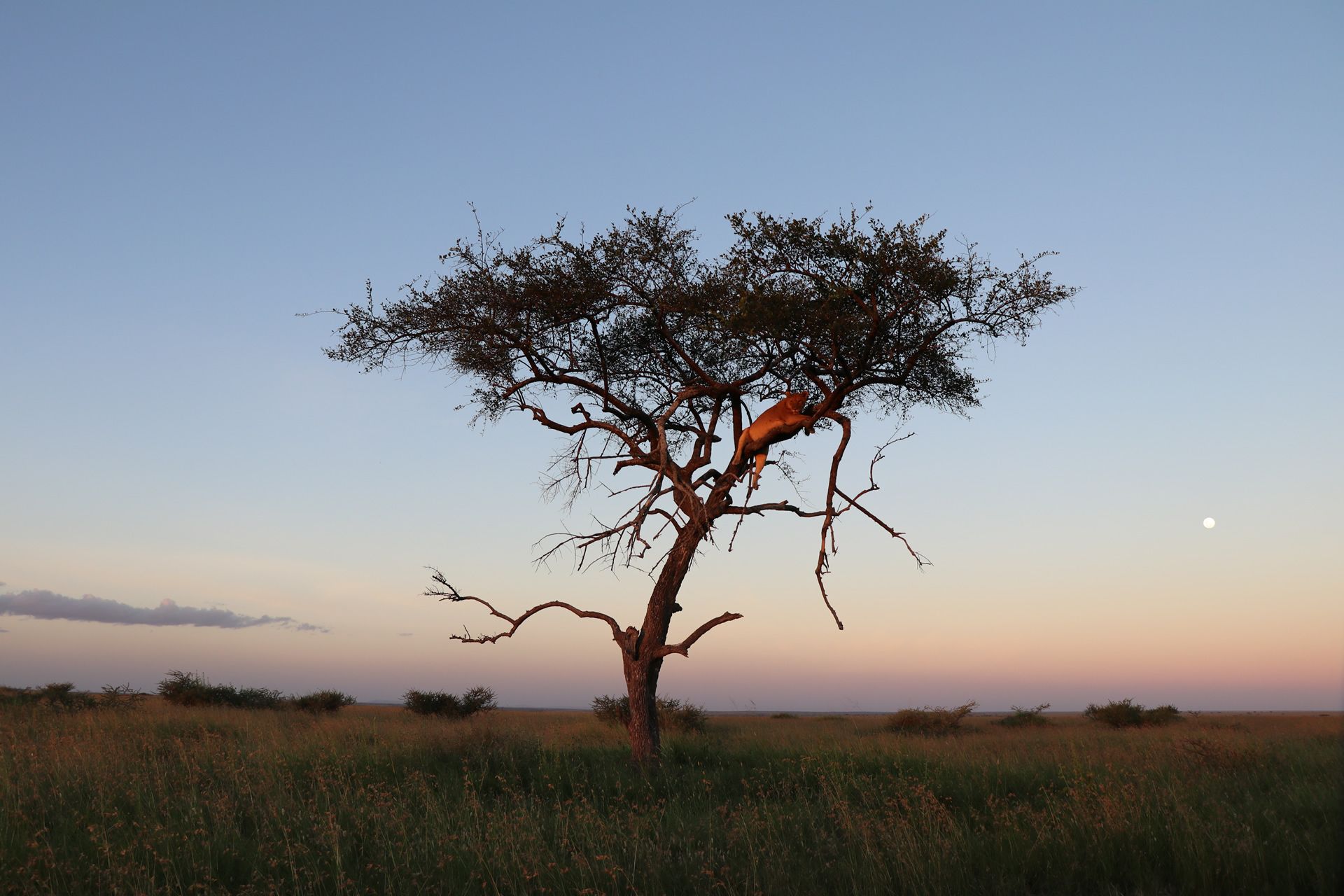 Amazing 7 Days Mid-Range Tanzania Safari