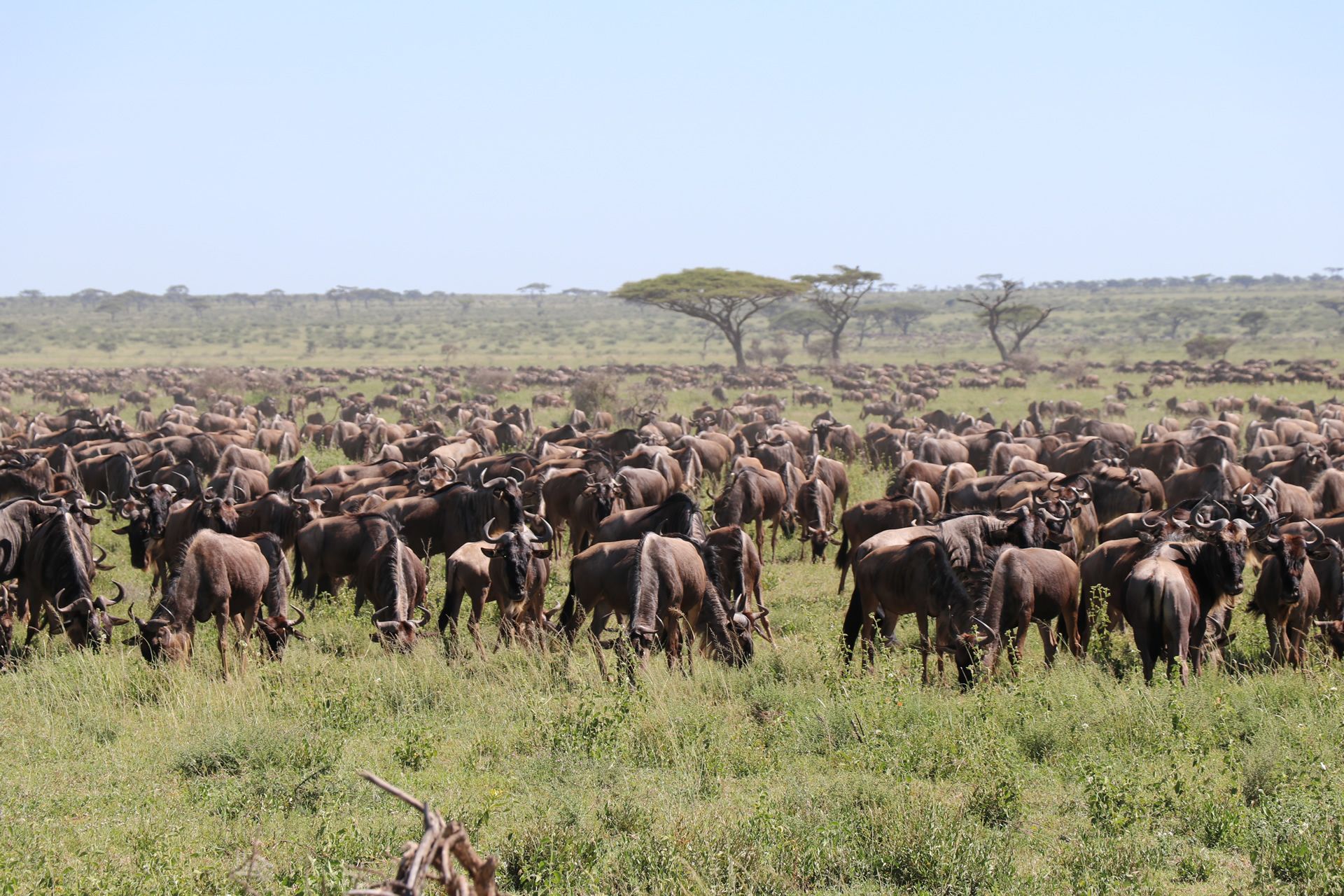 Migration Mid-Range Safari