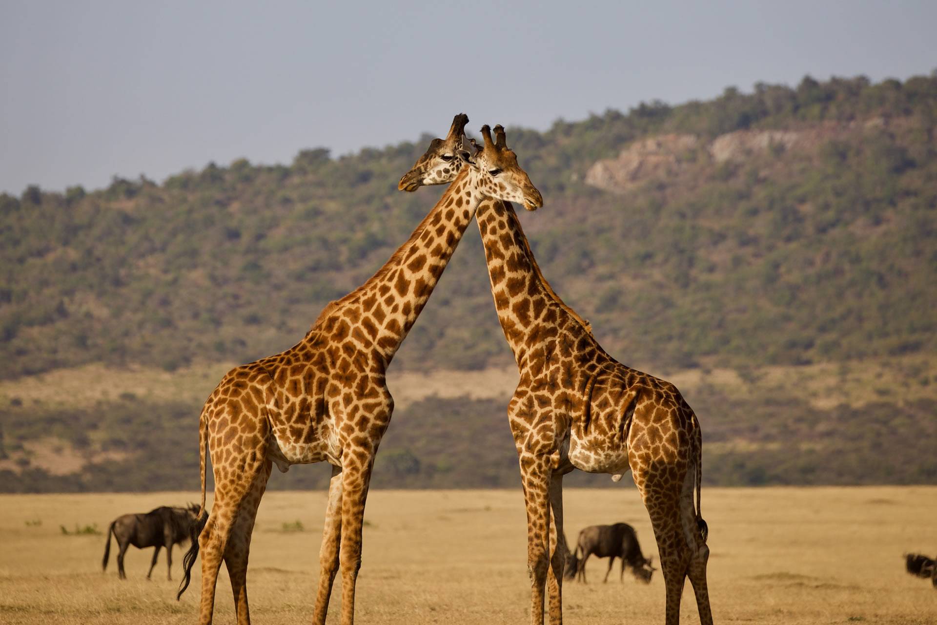 African Luxury Couple Safari