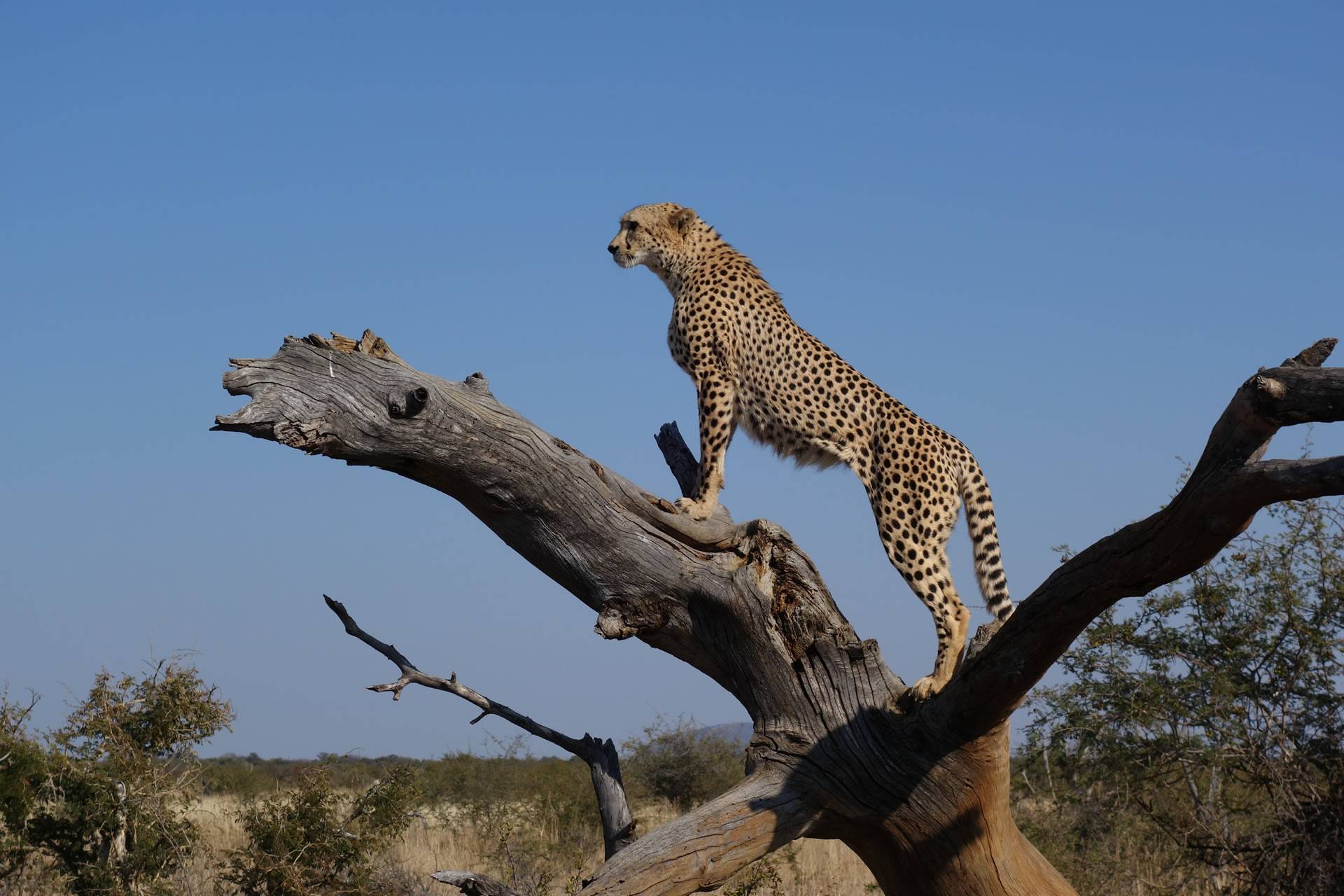 Bespoke African Safari, Tanzania Holiday Tours