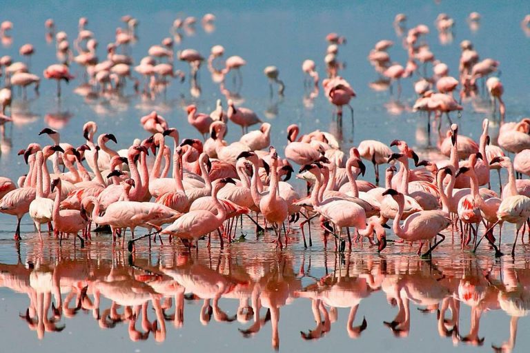 Lake Natron