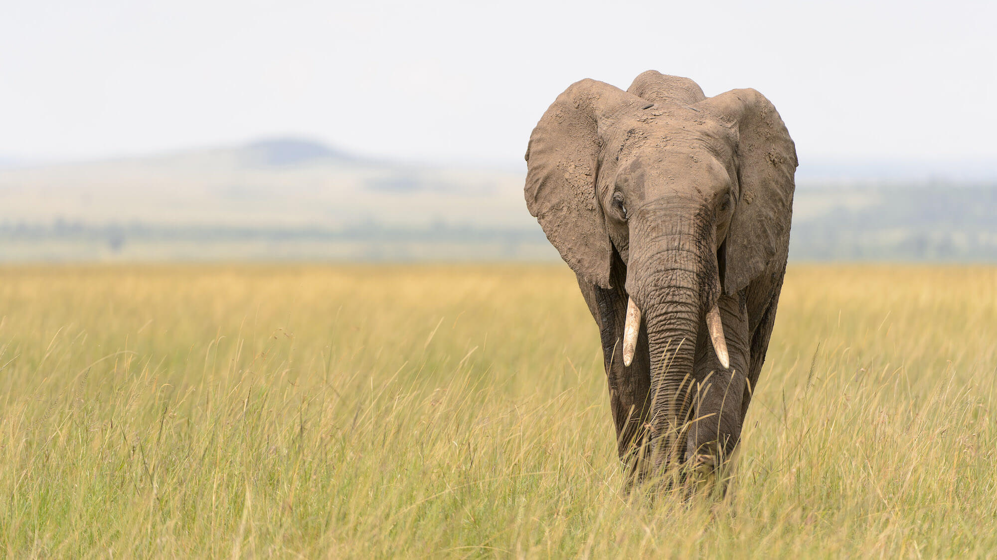 Best Time for Safari in Tanzania