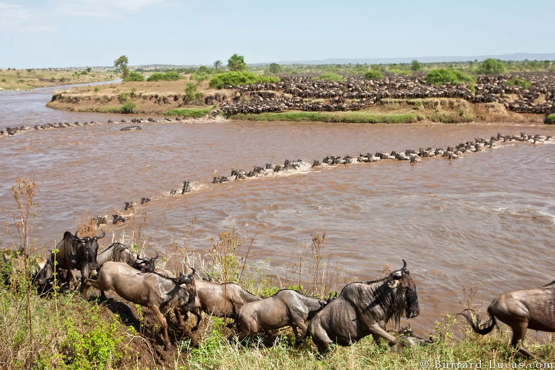 the great serengeti migration