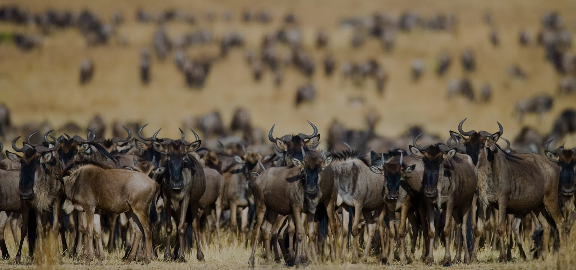 Serengeti National Park