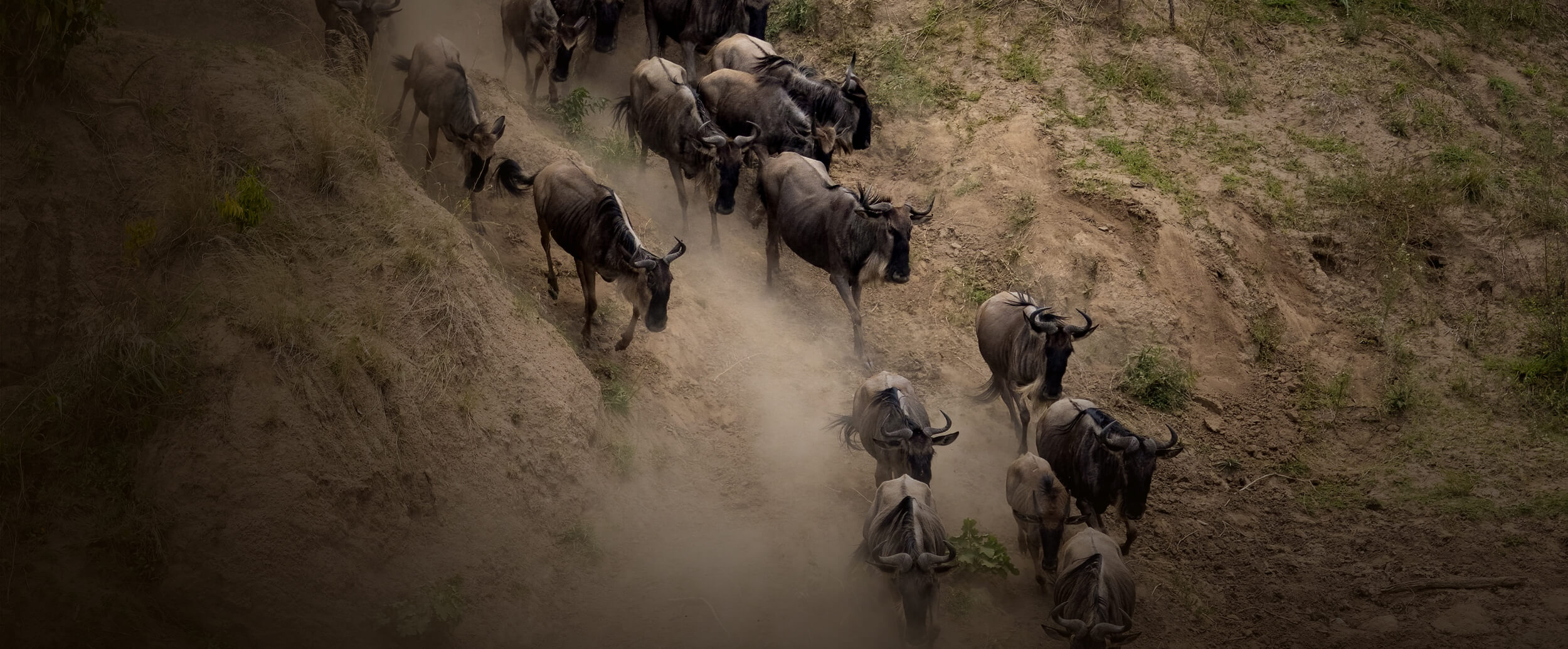 Tanzania Safari From Uk