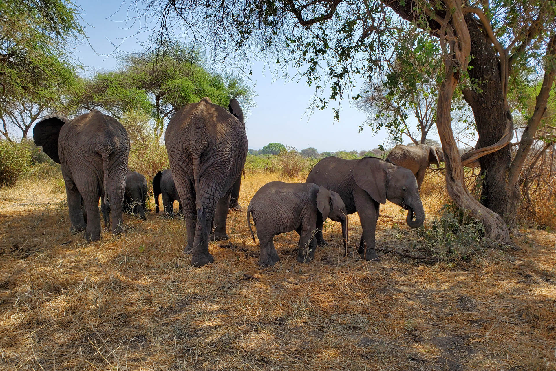 Elephants in Tarangire