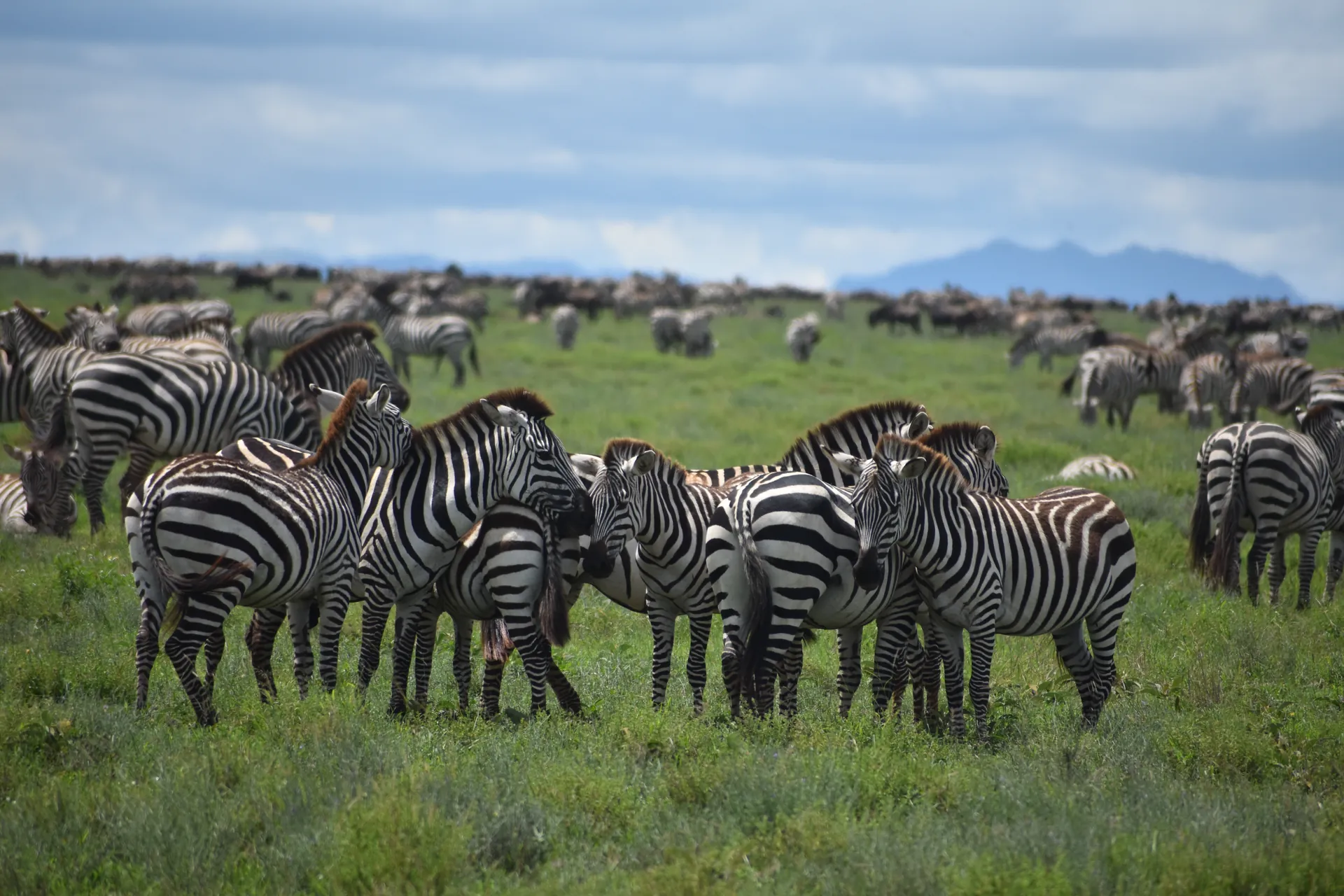 African Safari Holidays