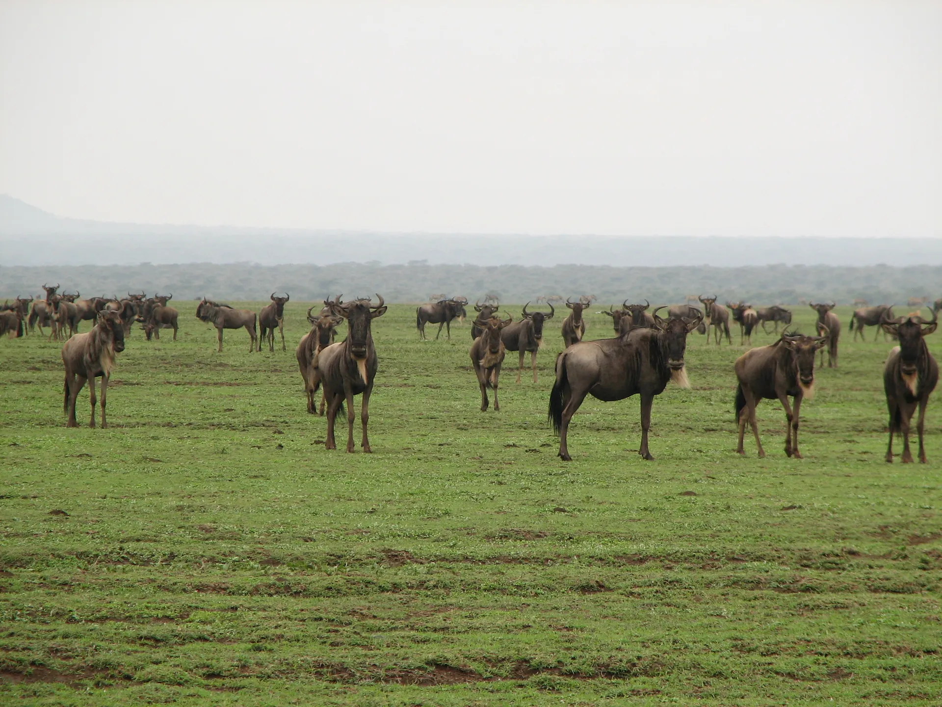 Tanzania Northern Circuit