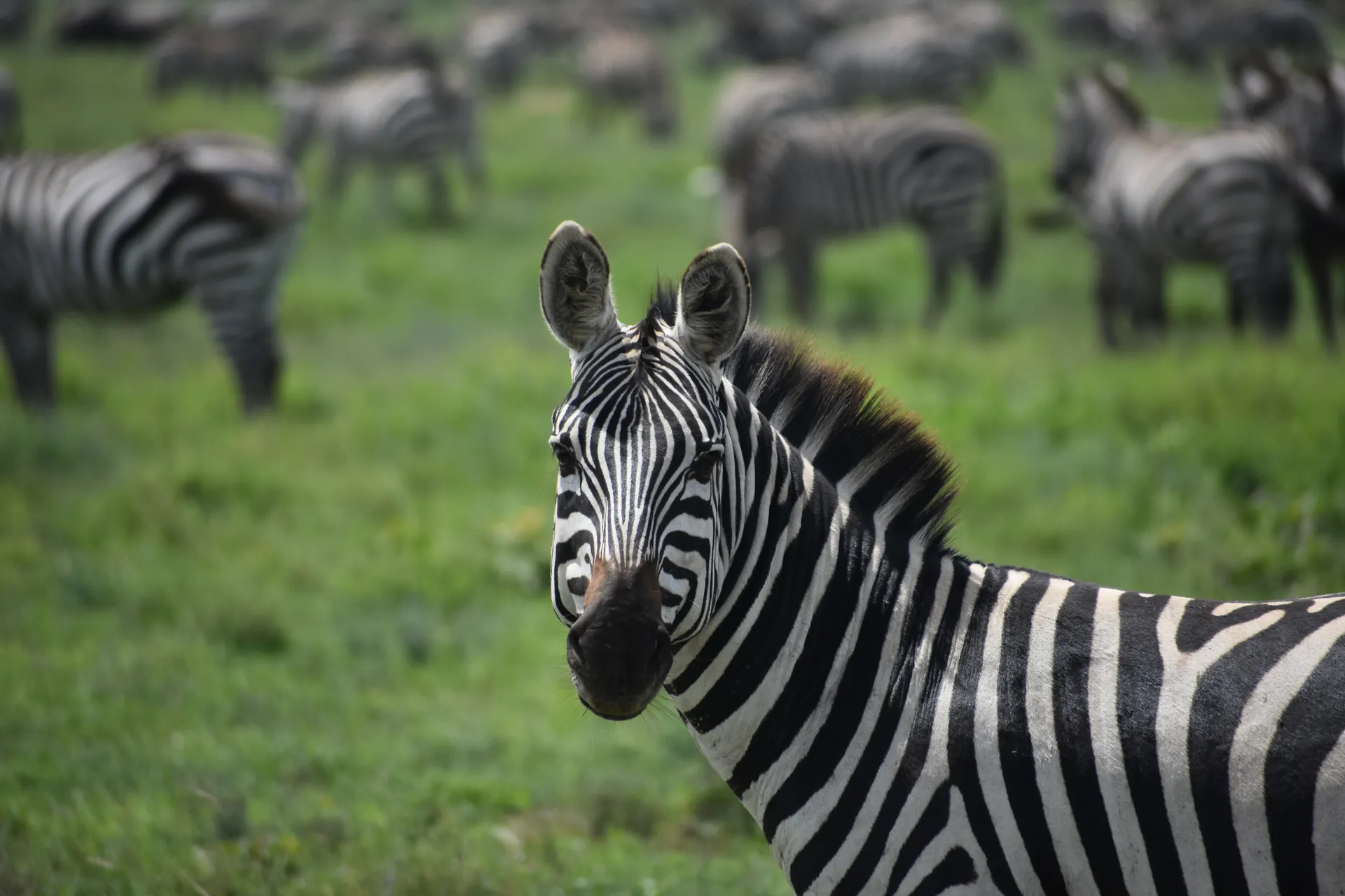 Serengeti Budget Safari