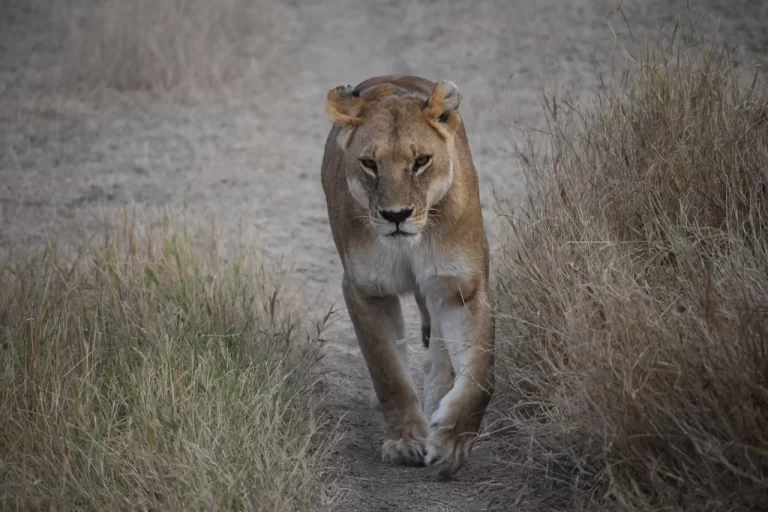 Spend you Holiday with your family in Serengeti