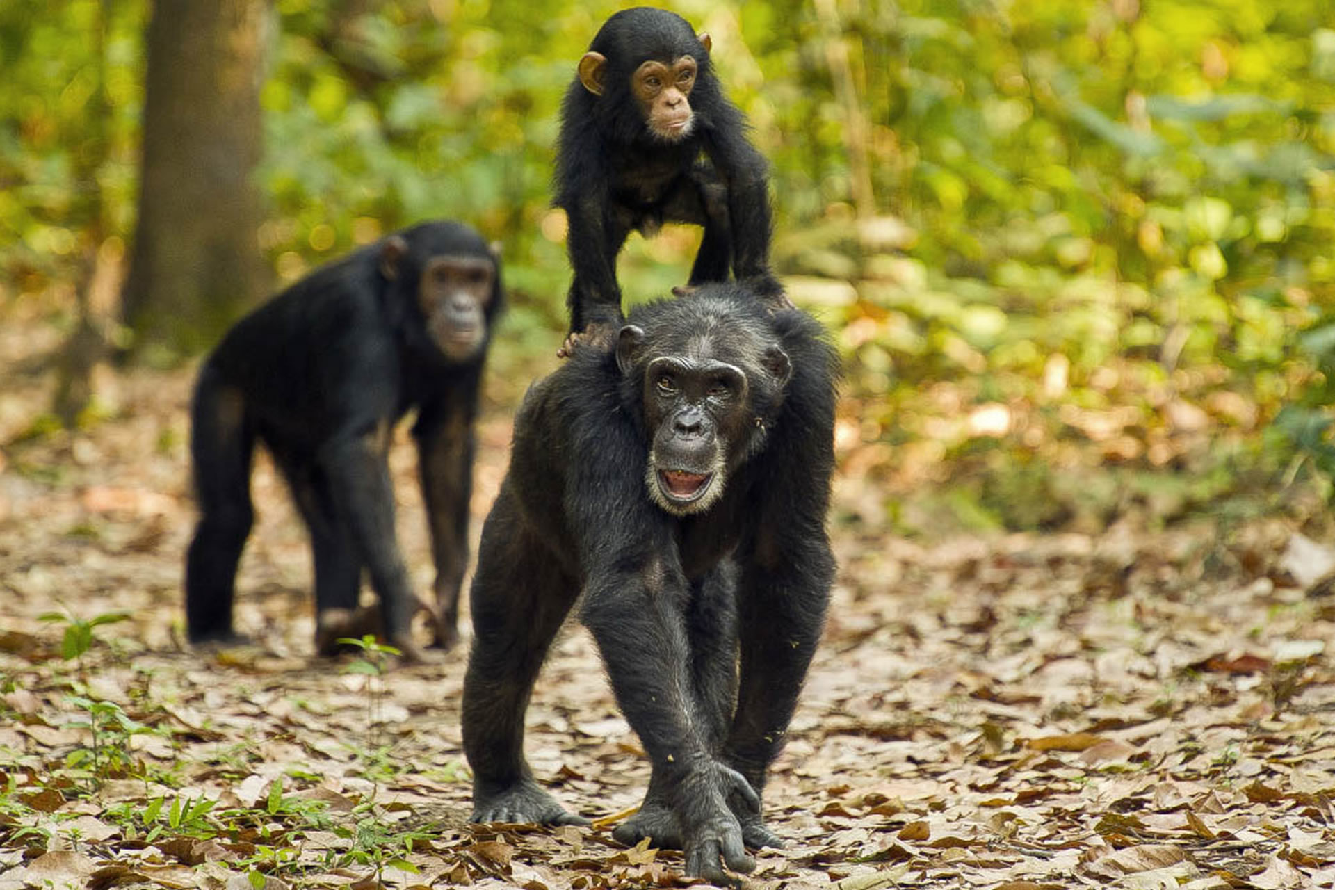 Gombe-stream-chimpanzee-trekking