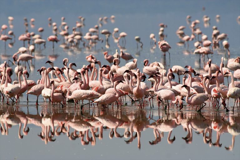 Safari in Lake Manyara Tanzania