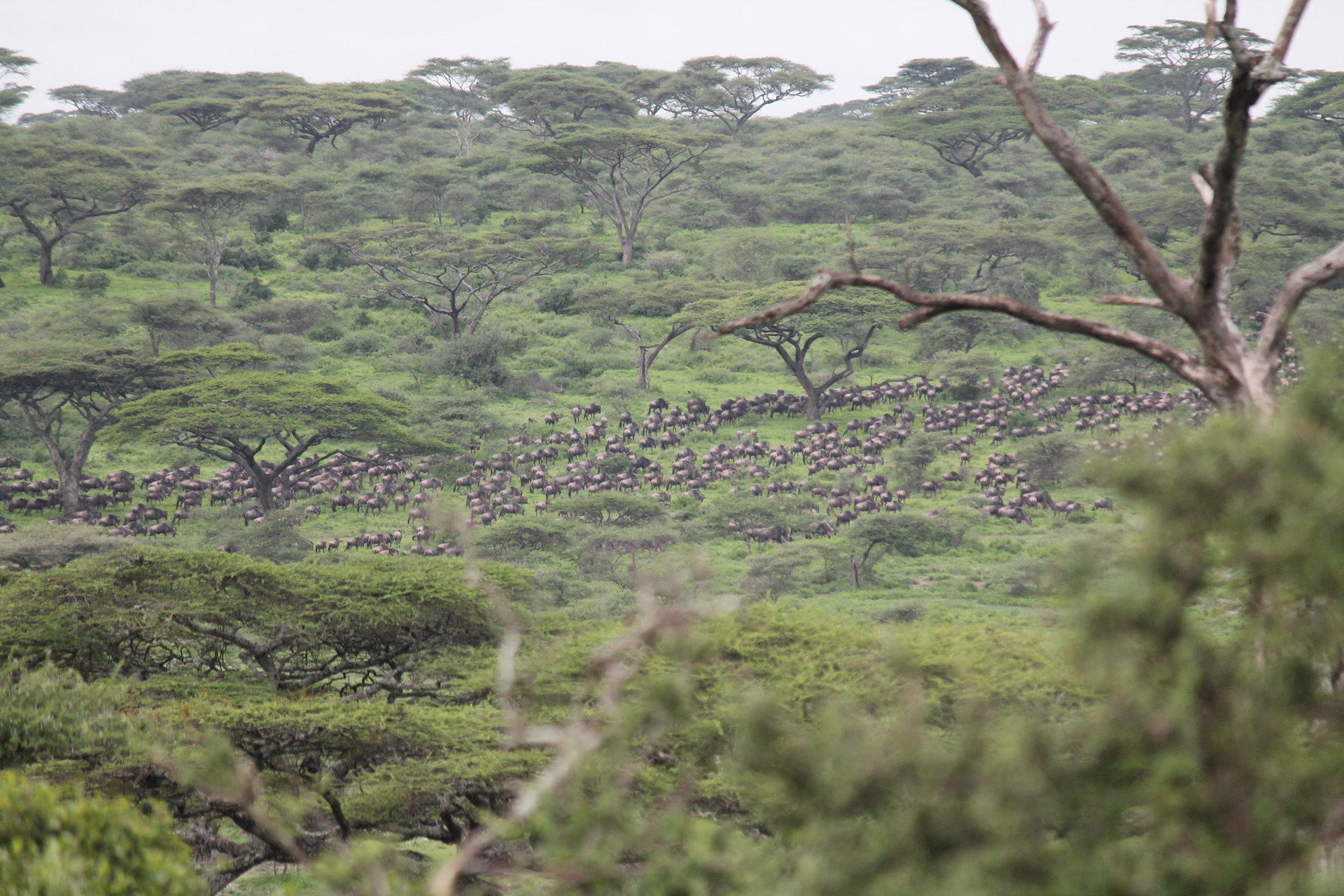 7 Days Ndutu Migration Safari