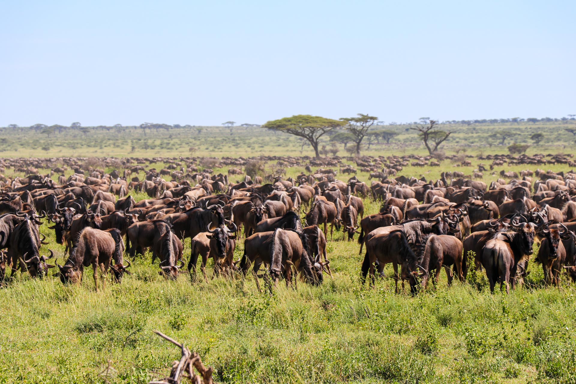 Explore the Serengeti