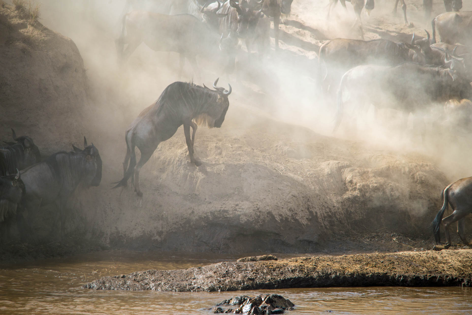 River Crossing Migration