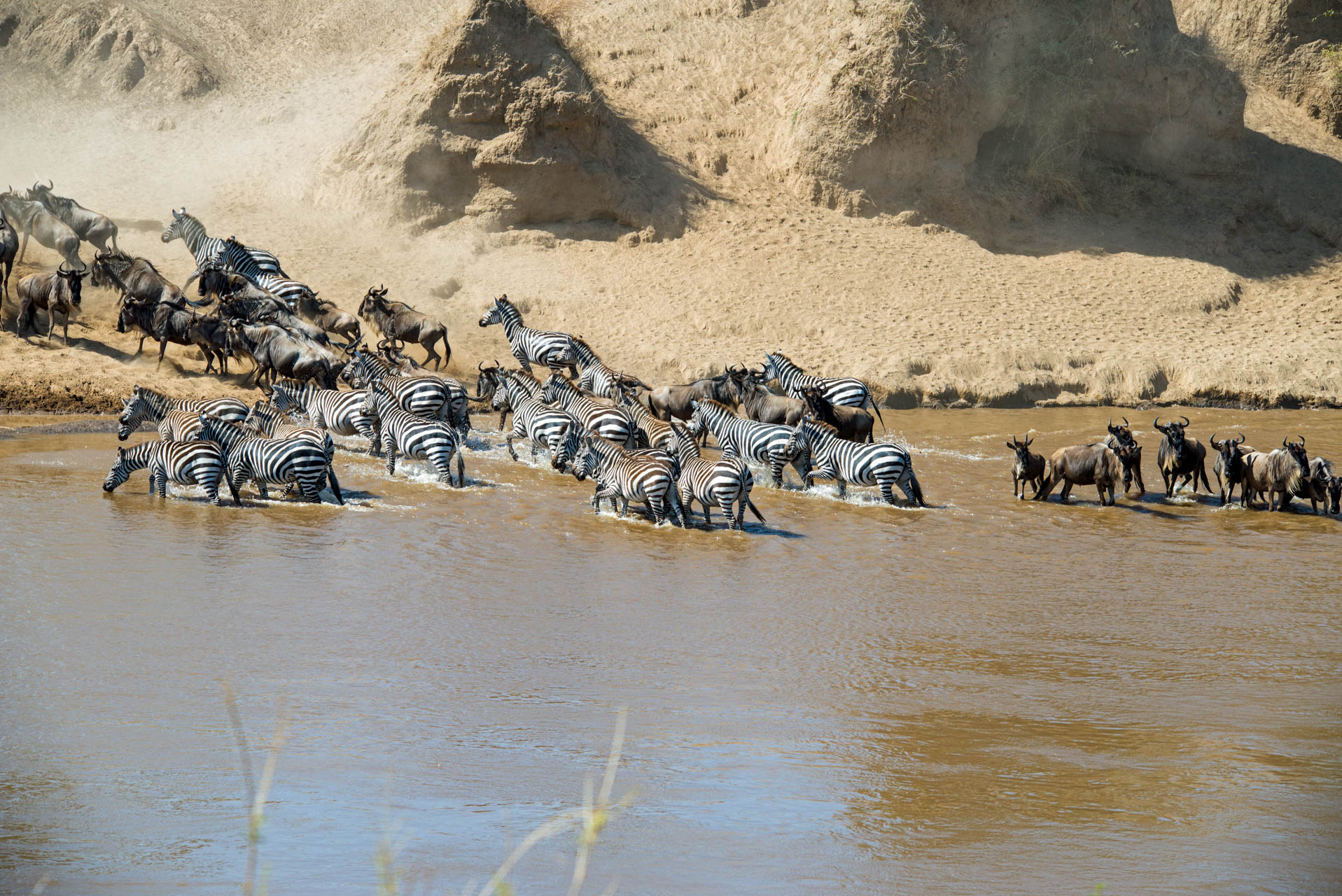 5 Days Kogatende Migration Safari