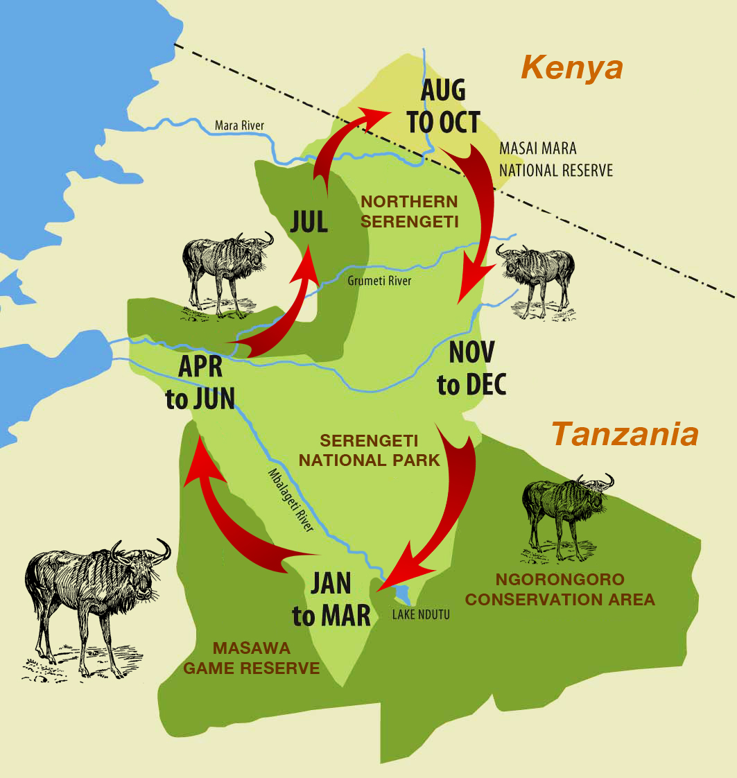 Movement of Wildebeest