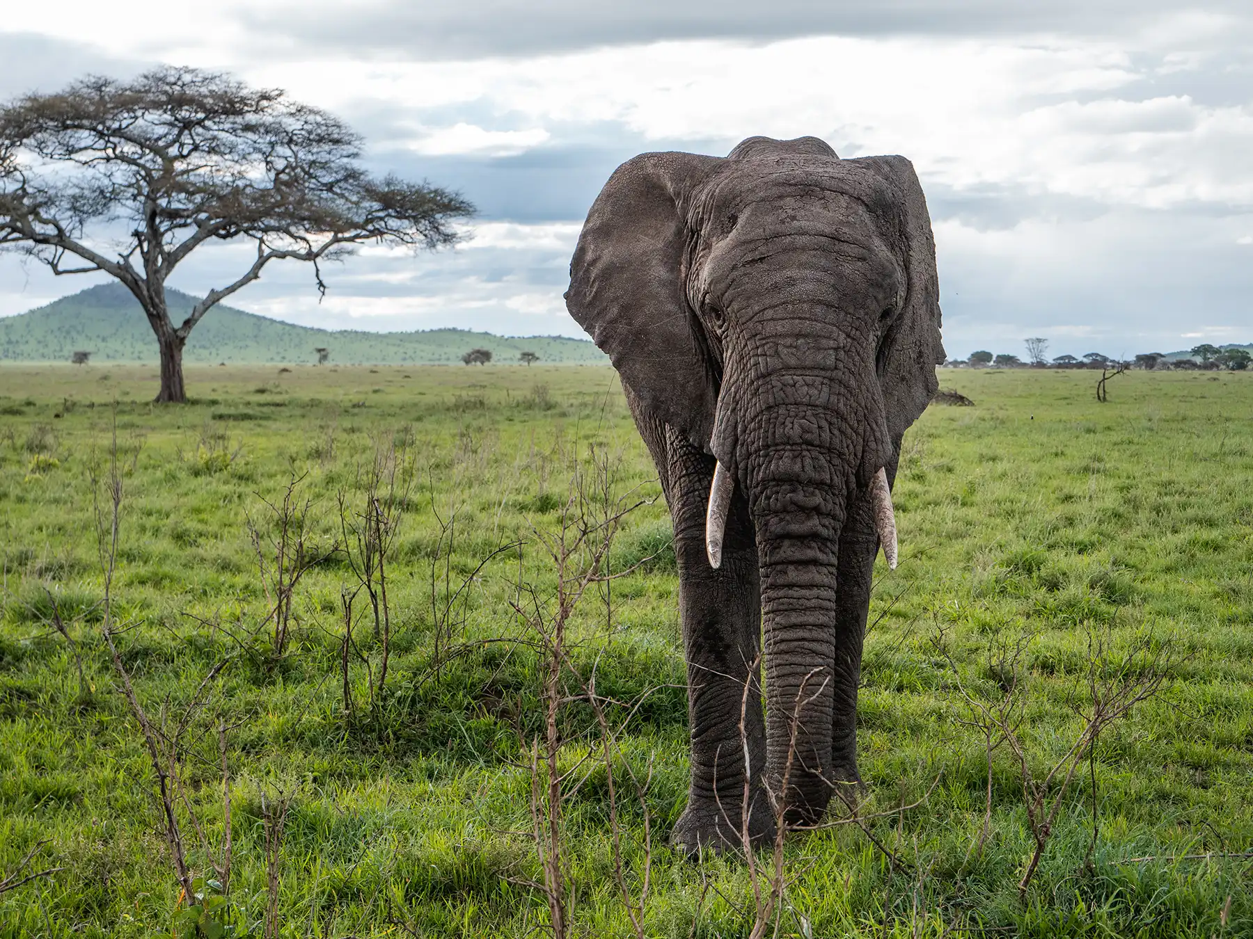 Best time for safari in Tanzania| When to Visit Tanzania for a Wildlife safari vacation